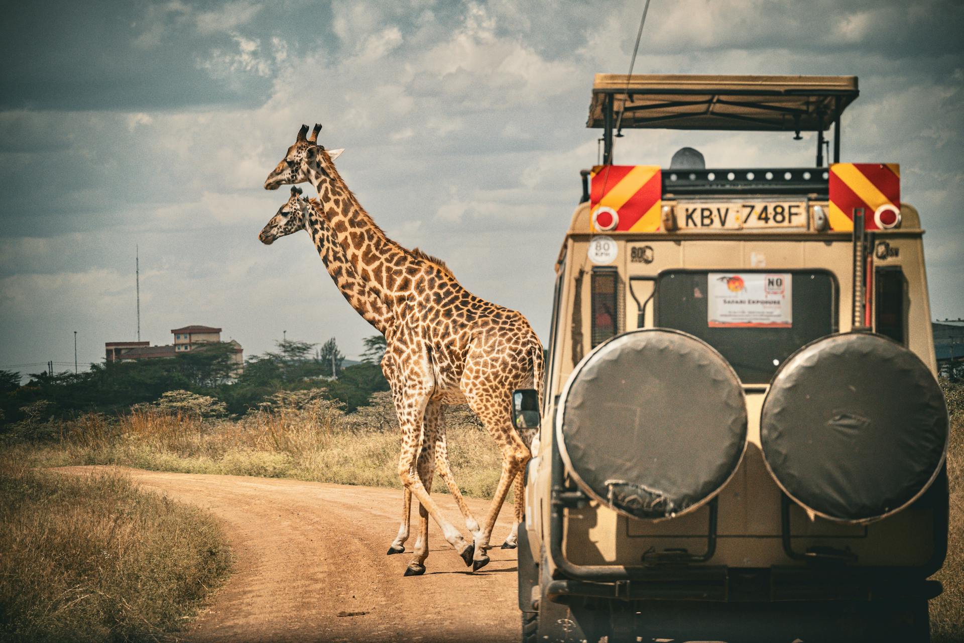 Safari Plane